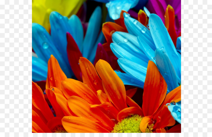 Fleurs Colorées，Pétales PNG