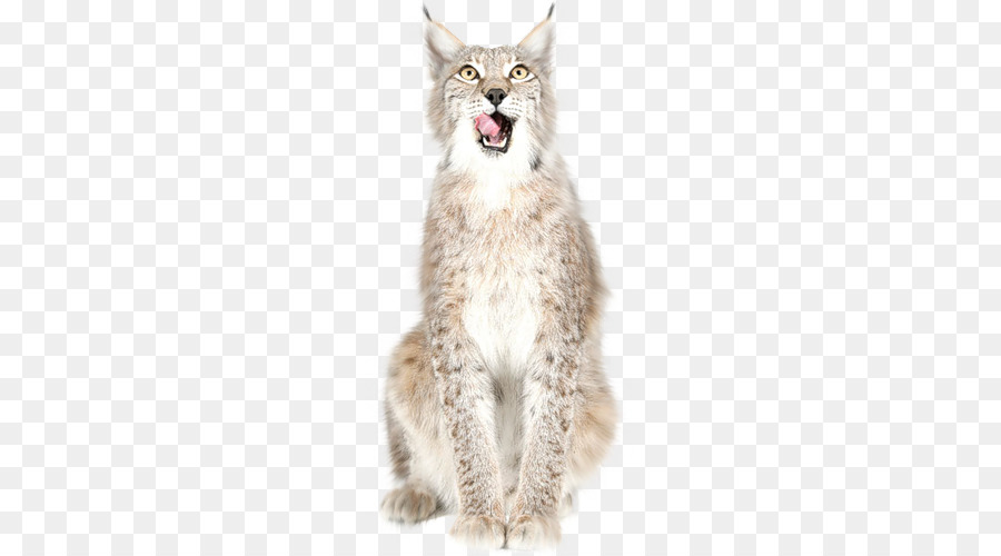 Lynx，Chat Sauvage PNG