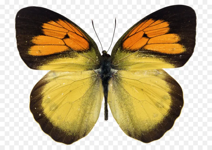 Papillon Jaune，Insecte PNG