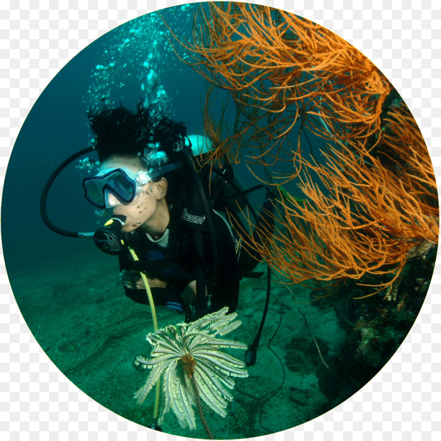 All4diving Plongée Sous Marine à Phuket En Thaïlande，Îles Phi Phi PNG