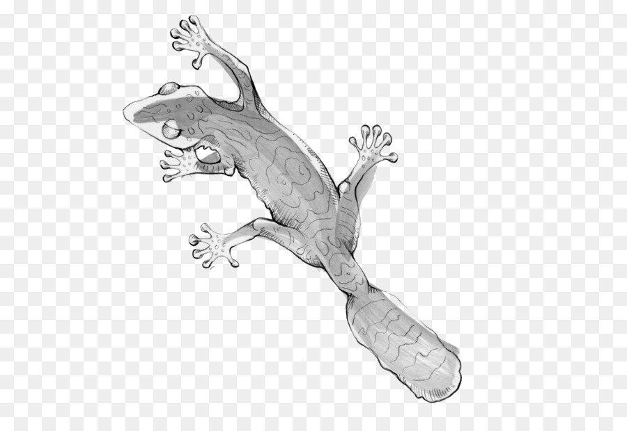 Gecko，Lézard PNG