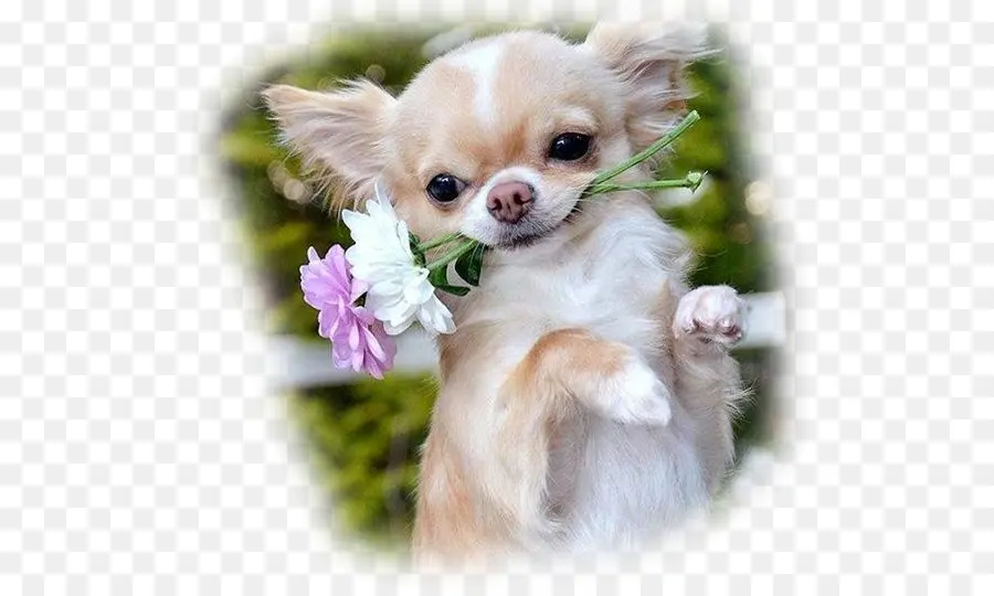 Chien Mignon Avec Des Fleurs，Mignon PNG