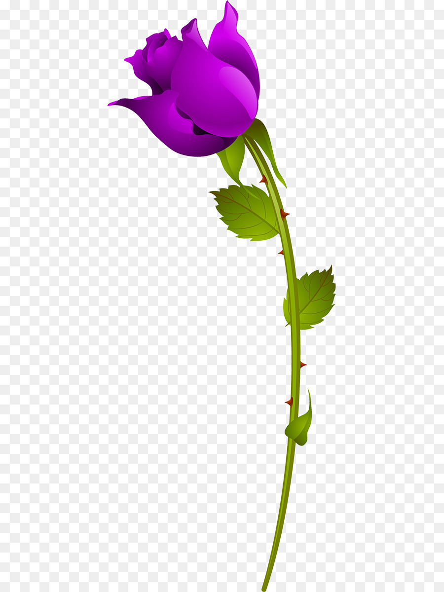 Rose，Floraison PNG