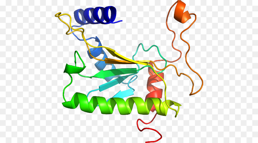 Structure Des Protéines，Molécule PNG