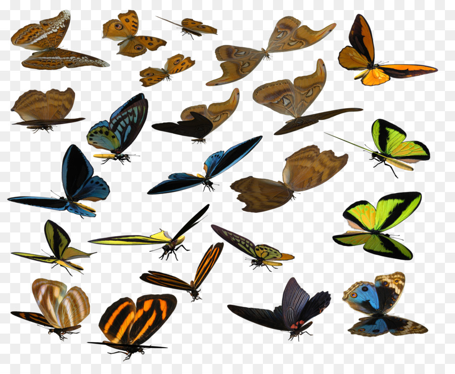 Papillons，Papillon PNG