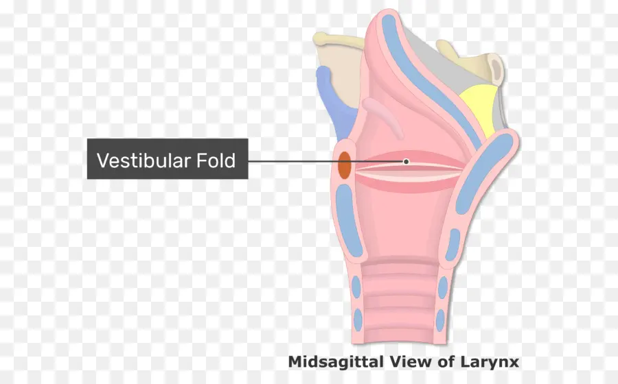 Larynx，Pli Vestibulaire PNG