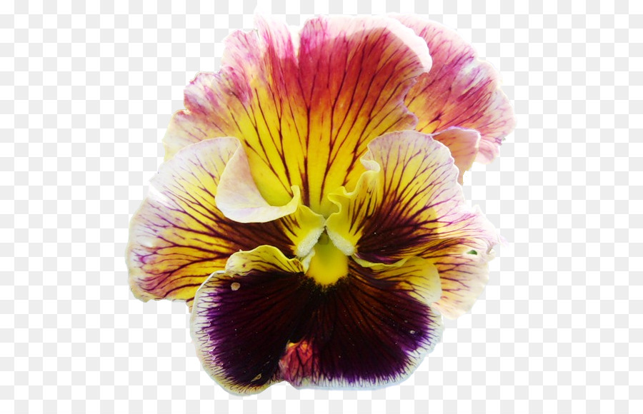 Pensée，Orchidées PNG