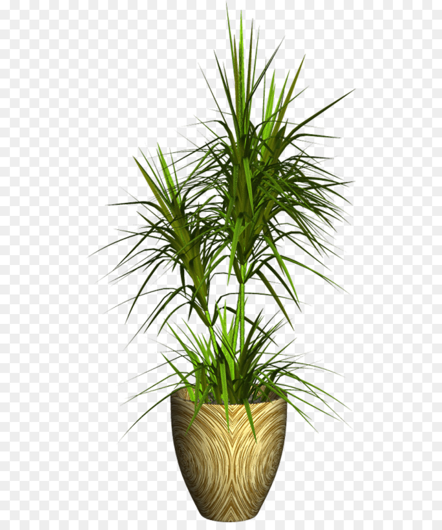 Flowerpot，Plante PNG