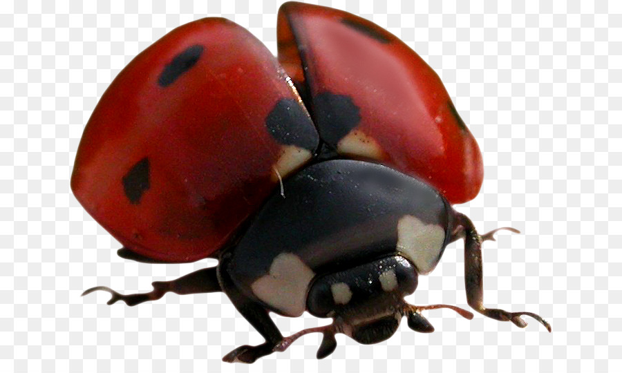 Coccinelle，Bogue PNG