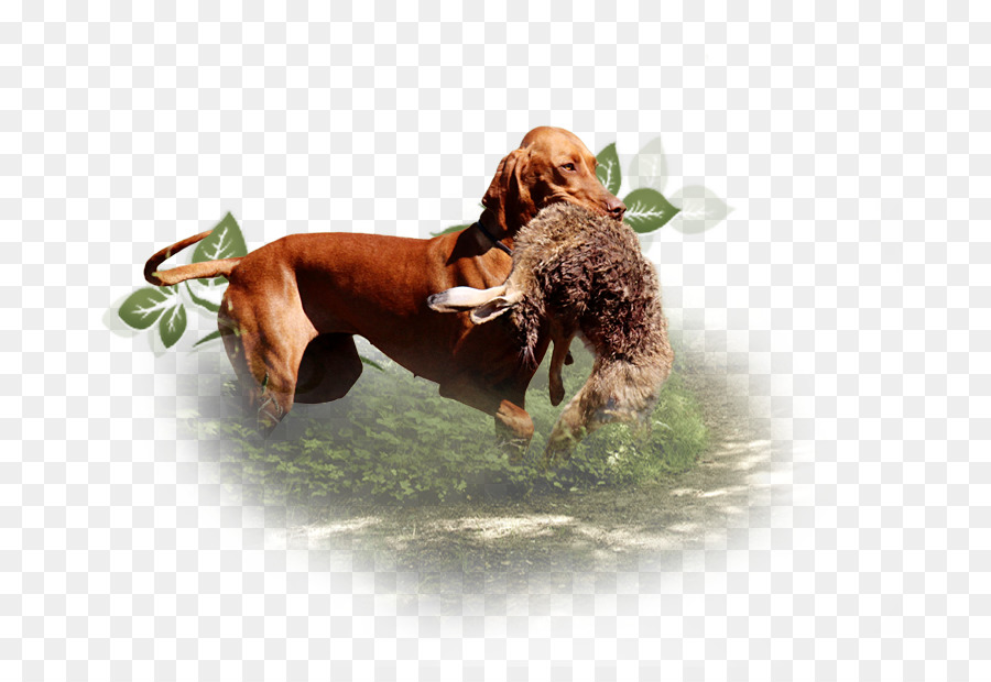 Chien De Chasse，Lapin PNG