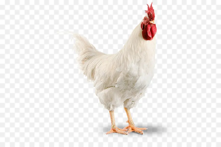 Poulet，Poule PNG