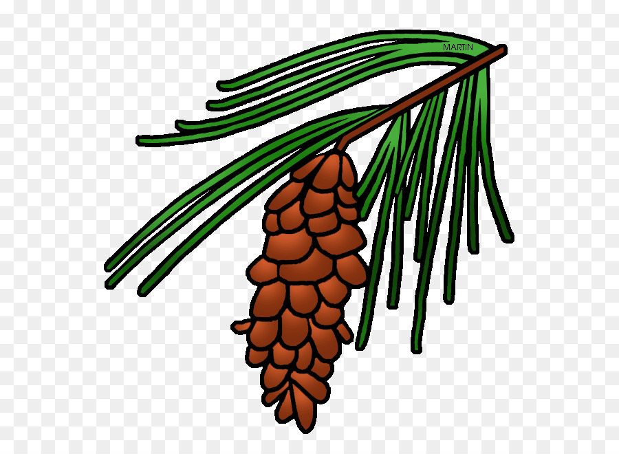 Pomme De Pin，Conifère PNG