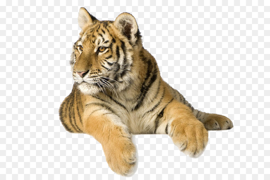 Tigre Blanc，Tigre De Sibérie PNG