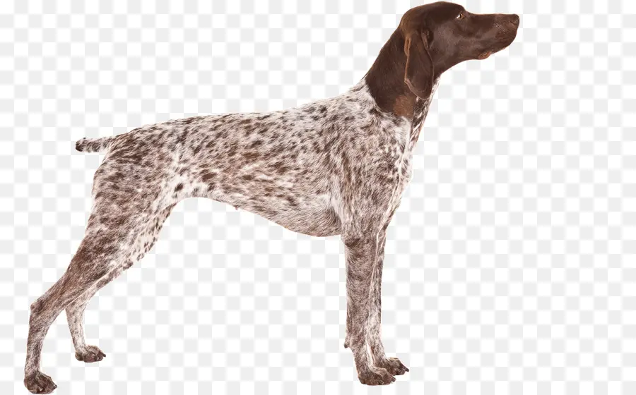 Chien，Aiguille PNG