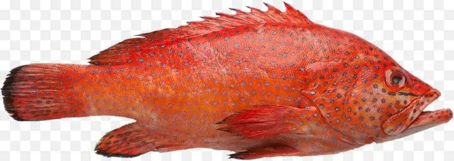 Poisson，Aquatique PNG