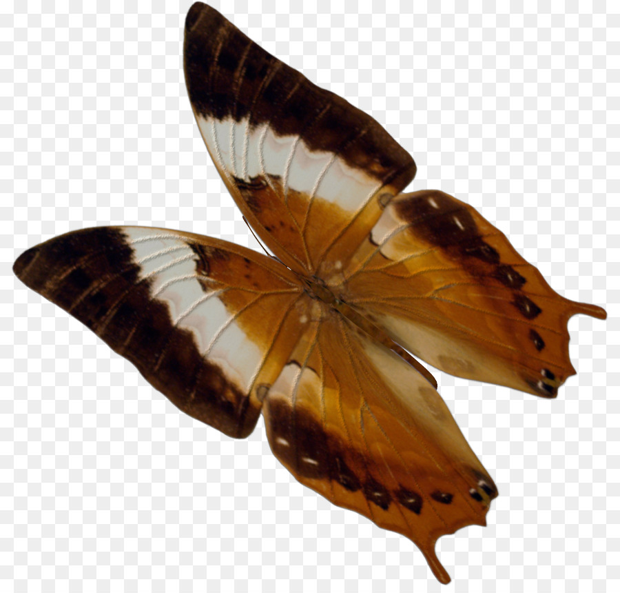 Papillon Orange，Ailes PNG