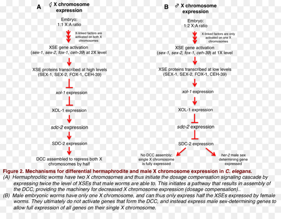 La Compensation De Dosage，Commune De La Mouche Des Fruits PNG