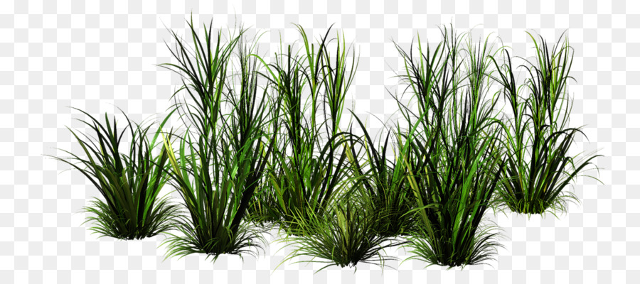 Herbe Verte，Feuilles PNG