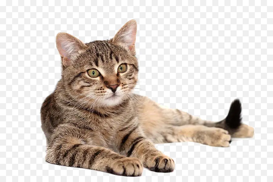 Chat，Animal De Compagnie PNG