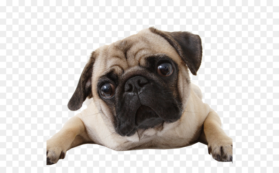 Bouledogue Français，Animal De Compagnie PNG