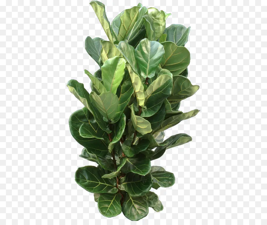 Plante Verte，Feuilles PNG