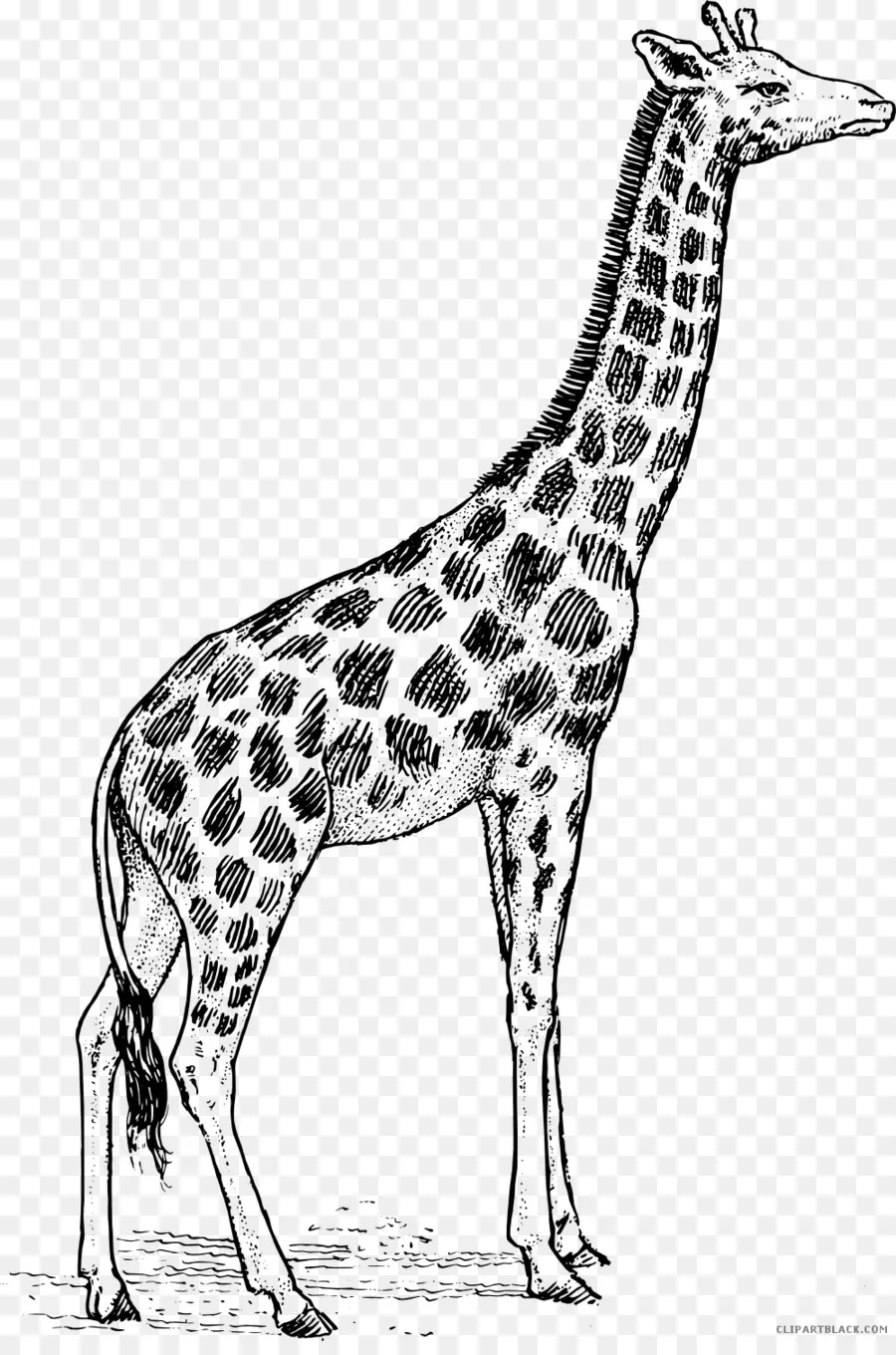 Girafe，Noir Et Blanc PNG