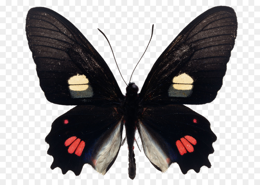 Papillon Noir，Ailes PNG