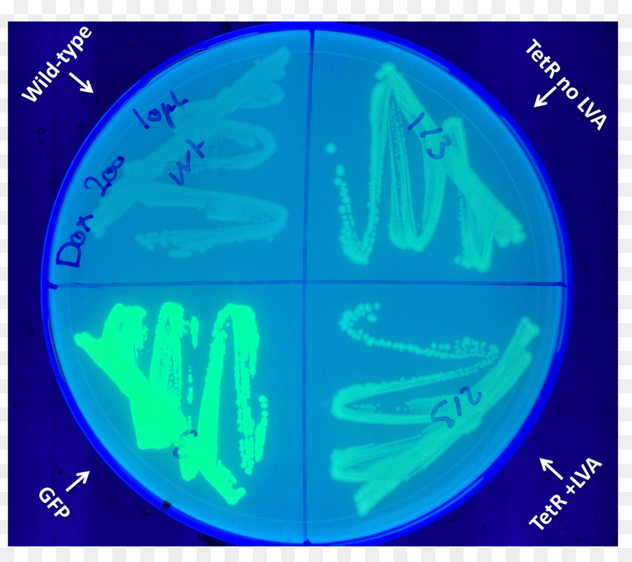 La Protéine Fluorescente Verte，Doxycycline PNG