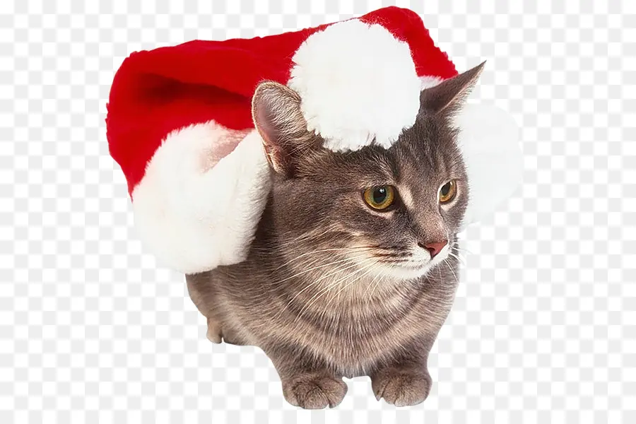 Chat，Chapeau De Père Noël PNG