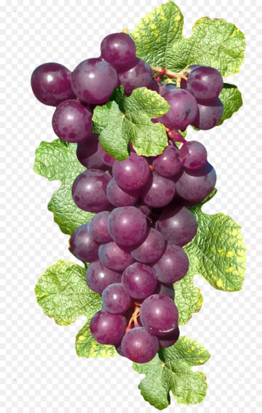 Raisins Violets，Vigne PNG