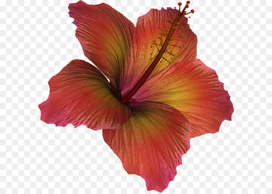 Fleur D'hibiscus，Fleur PNG