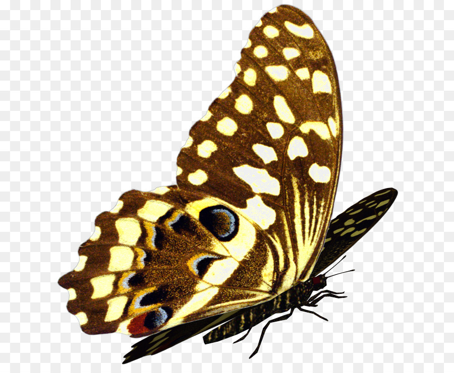 Papillon，Ailes PNG