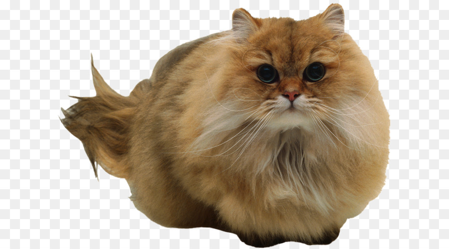 Chat，Animal De Compagnie PNG