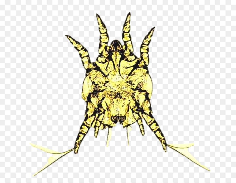 Insecte，Jambes PNG