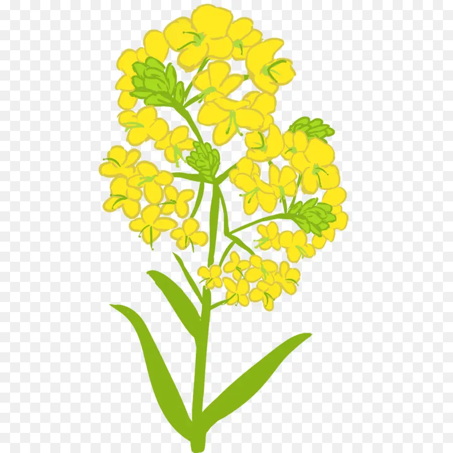 Fleur Jaune，Usine PNG