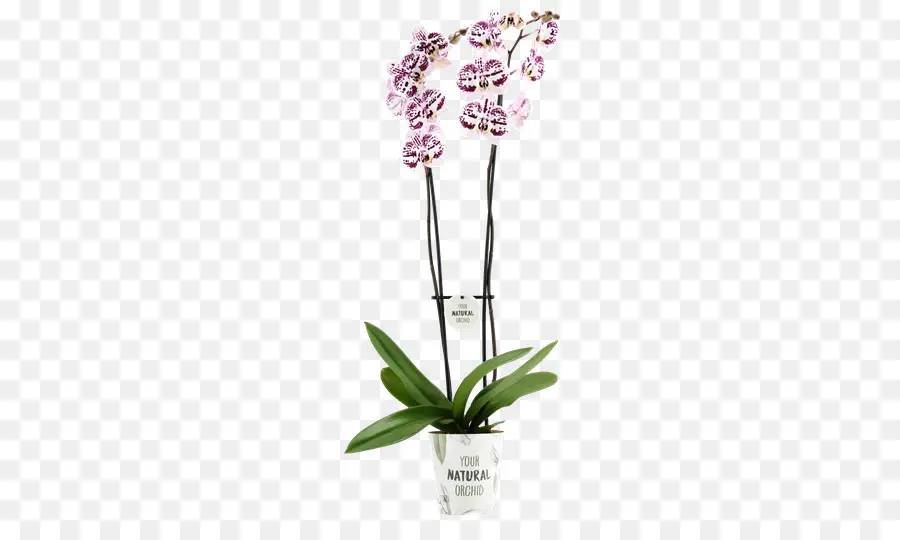 Orchidées，Couper Les Fleurs PNG