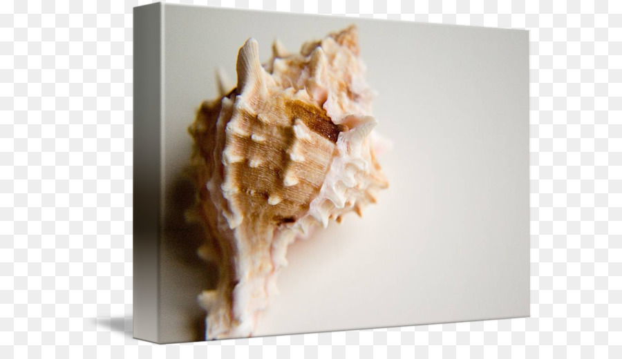Conchology，Coquillage PNG