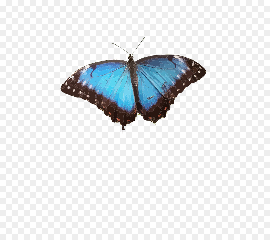 Papillon Bleu，Ailes PNG