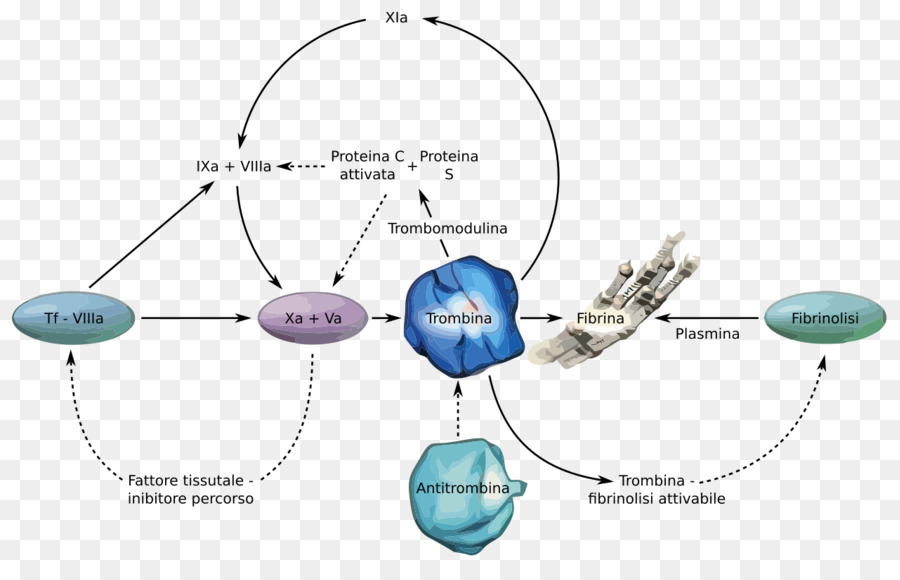 La Thrombine，Directe Inhibiteur De La Thrombine PNG