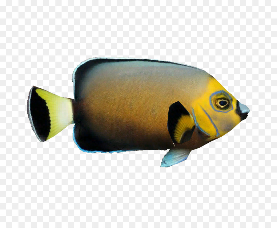 Poisson，Aquatique PNG