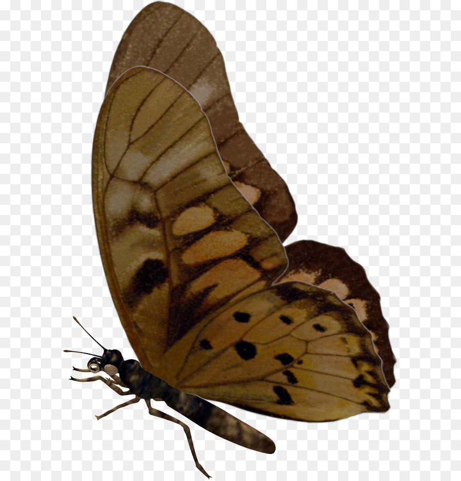 Papillon，Ailes PNG