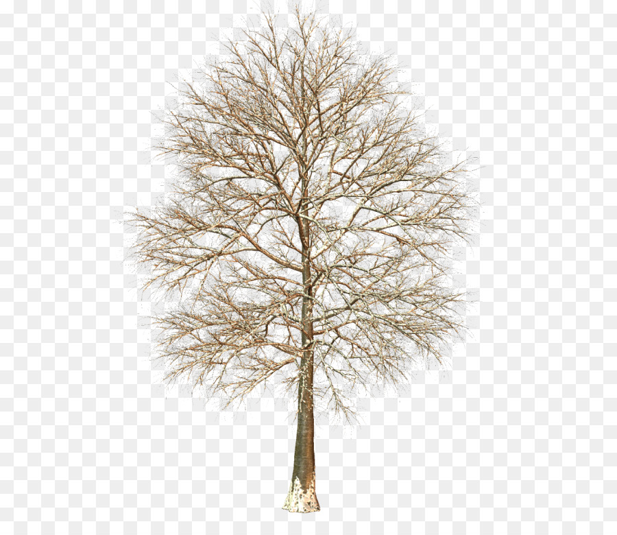 Arbre Nu，Succursales PNG