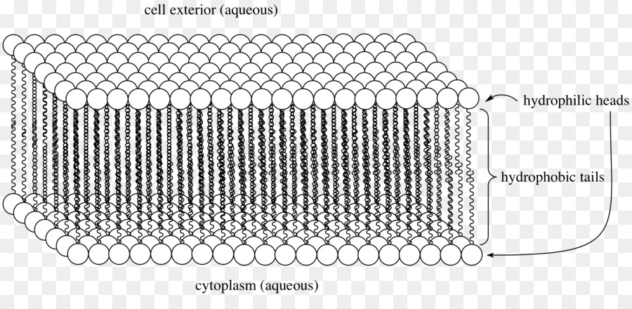 L Acide Carboxylique，L Acide PNG