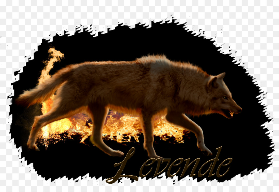 Renard Rouge，Coyote PNG