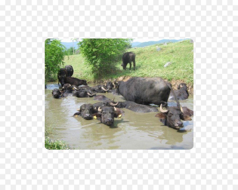 Buffle D Eau，Le Parc National De PNG