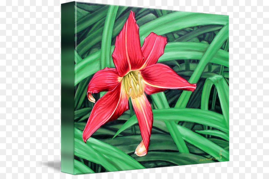 Amaryllis，Jersey Lily PNG