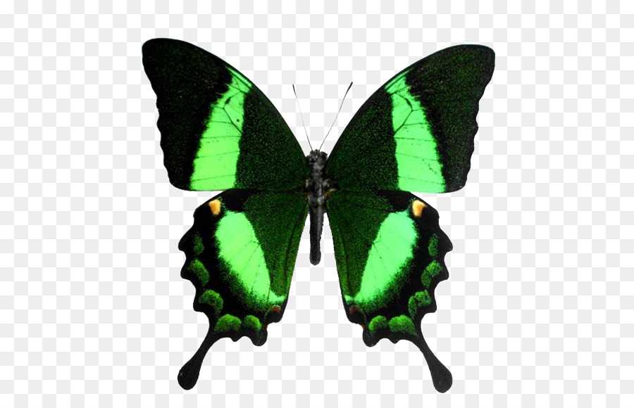 Papillon Vert，Ailes PNG