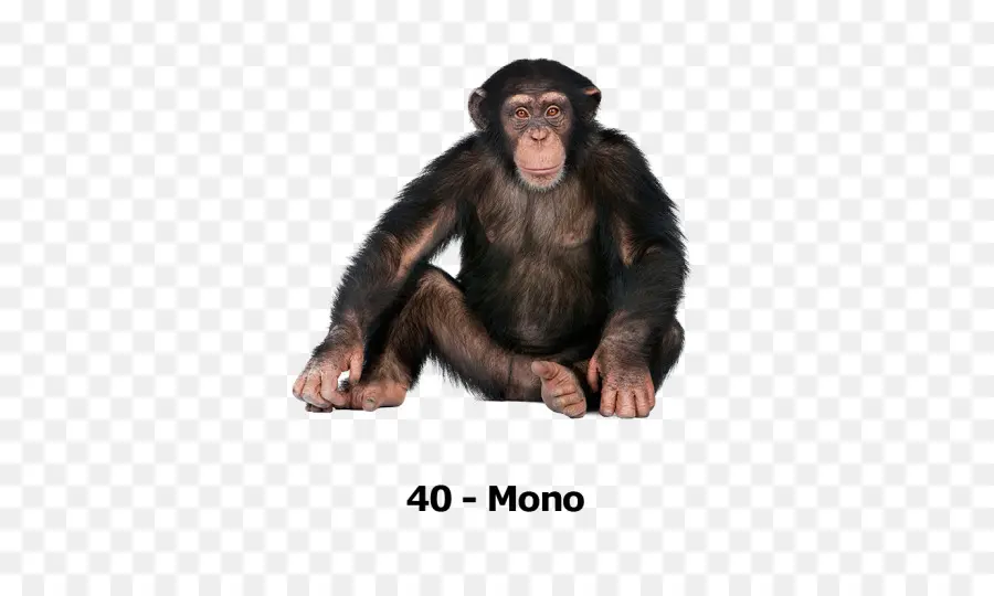 Gorille，Chimpanzé Commun PNG