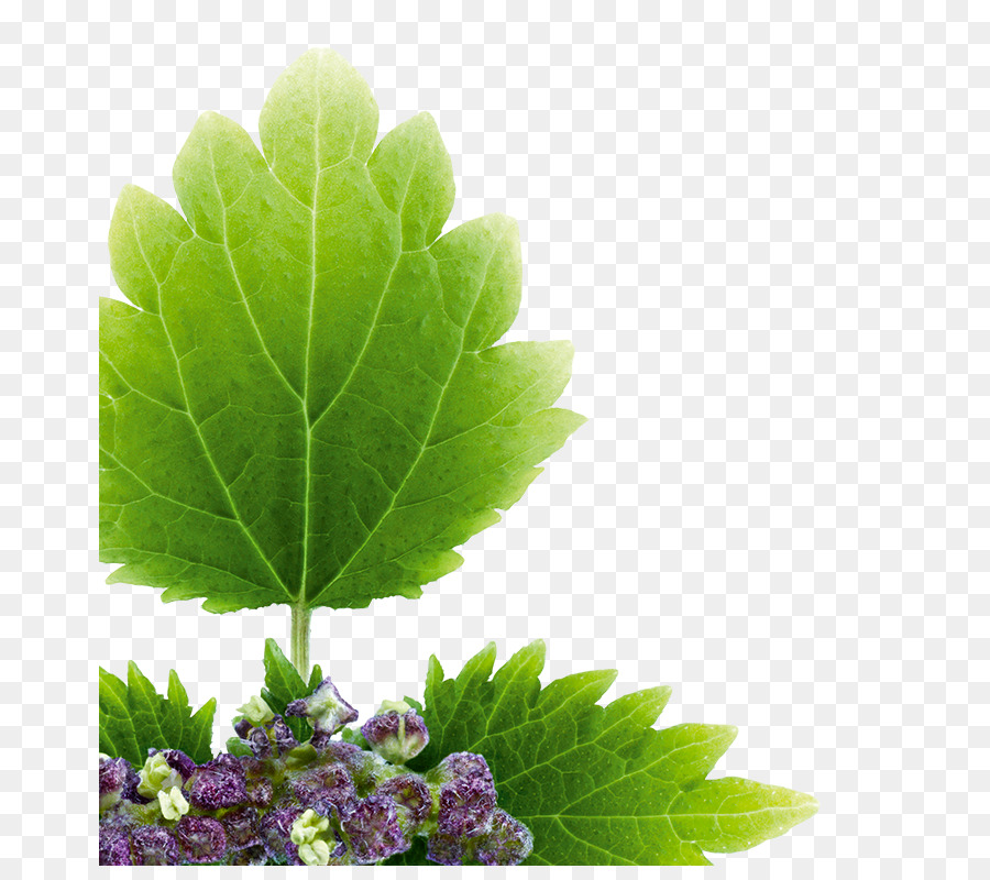 Feuille Verte，Usine PNG