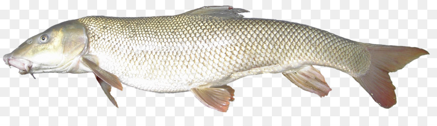 Barramundi，Poisson PNG